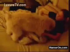 A dark brown and a hairy white dog share a bed.
